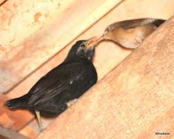 Filhote chupim e Mãe corruíra